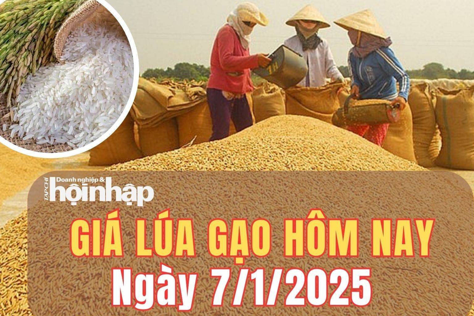 Giá lúa gạo hôm nay 7/1/2025: Giá lúa gạo trong nước và xuất khẩu đồng loạt giảm sâu