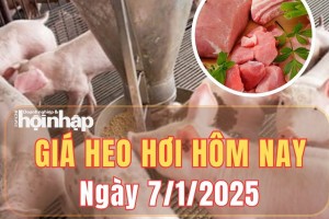 Giá heo hơi hôm nay 7/1/2025: Giá heo hơi đi ngang trên toàn quốc