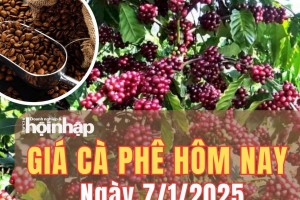 Giá cà phê hôm nay 7/1/2025: Tại tỉnh Lâm Đồng, giá cà phê tăng nhẹ 200 đồng/kg