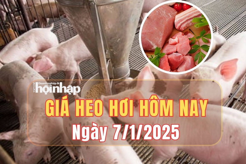 Giá heo hơi hôm nay 7/1/2025: Giá heo hơi đi ngang trên toàn quốc.