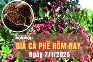 Giá cà phê hôm nay 7/1/2025: Tại tỉnh Lâm Đồng, giá cà phê tăng nhẹ 200 đồng/kg