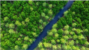 Rừng ngập mặn sinh thái Dragon Mangrove Forest: Hành trình khám phá thiên nhiên chưa từng có tại Hải Phòng