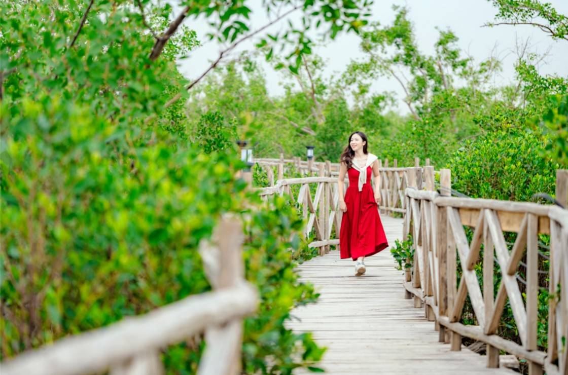 Du khách khám phá thiên nhiên xuyên qua rừng ngập mặn Dragon Mangrove Forest trên cây cầu gỗ dài 3km (nguồn Dragon Ocean Đồ Sơn)