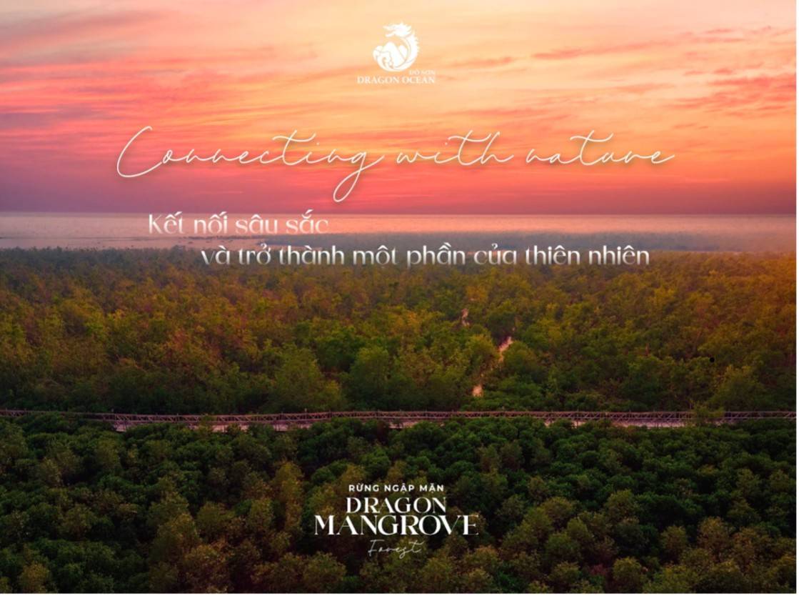 Rừng ngập mặn Dragon Mangrove Forest nhìn từ trên cao (nguồn Dragon Ocean Đồ Sơn)