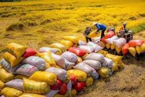 Bộ Tài chính cần sớm hoàn thuế để tạo thuận lợi cho doanh nghiệp xuất khẩu gạo