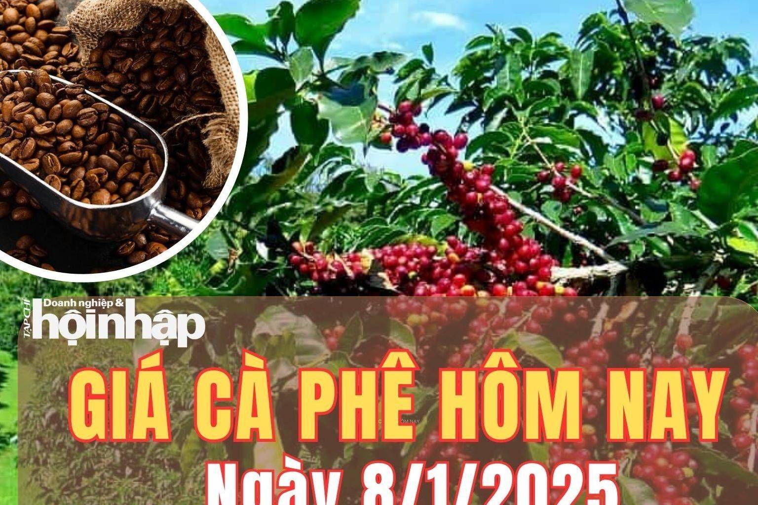 Giá cà phê hôm nay 8/1/2025: Giá cà phê trong nước và thế giới đồng loạt tăng