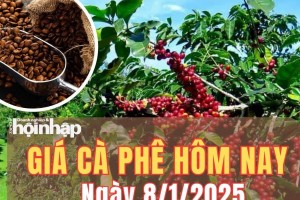 Giá cà phê hôm nay 8/1/2025: Giá cà phê trong nước và thế giới đồng loạt tăng