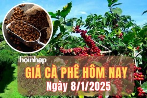 Giá cà phê hôm nay 8/1/2025: Giá cà phê trong nước và thế giới đồng loạt tăng