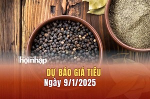 Dự báo giá tiêu 9/1: Giá tiêu trong nước có thể tăng mạnh