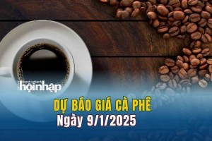 Dự báo giá cà phê 9/1: Cà phê trong nước tiếp đà tăng