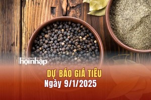 Dự báo giá tiêu 9/1: Giá tiêu trong nước có thể tăng mạnh