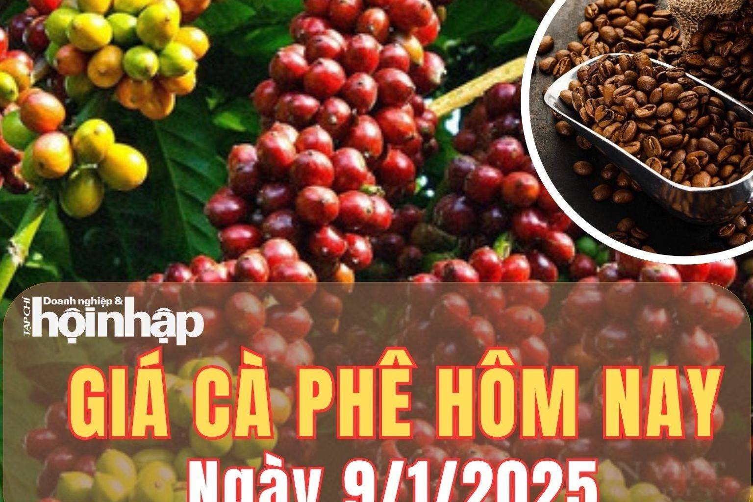 Giá cà phê hôm nay 9/1/2025: Giá cà phê trong nước tiếp đà tăng nhẹ từ 200 - 500 đồng/kg