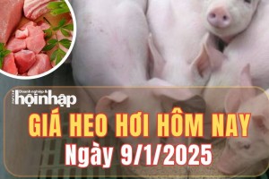 Giá heo hơi hôm nay 9/1/2025: Tại tỉnh Ninh Bình và Yên Bái, giá heo hơi tiếp đà tăng 1.000 đồng/kg