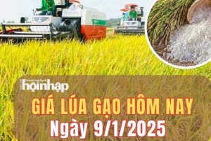 Giá lúa gạo hôm nay 9/1/2025: Giá gạo xuất khẩu tiếp đà giảm từ 5 - 7 USD/tấn