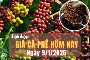 Giá cà phê hôm nay 9/1/2025: Giá cà phê trong nước tiếp đà tăng nhẹ từ 200 - 500 đồng/kg