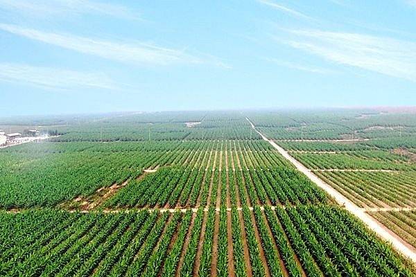 Tài sản tỷ phú Trần Bá Dương tăng mạnh nhờ HAGL Agrico