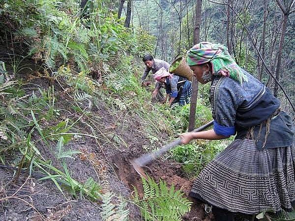 Nhân dân huyện Mù Cang Chải tiến hành vệ sinh rừng, làm đường băng cản lửa chủ động phòng chống cháy rừng Mù Cang Chải nâng tỷ lệ che phủ rừng đạt 100% so với kế hoạch đề ra