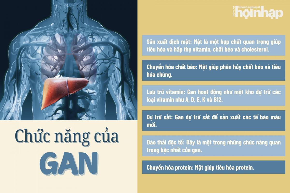 Một số chức năng quan trọng của gan
