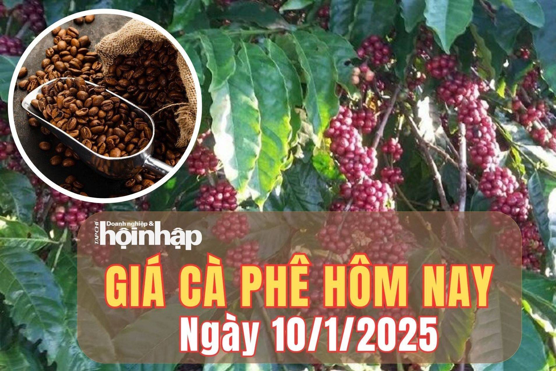 Giá cà phê hôm nay 10/1/2025: Giá cà phê trong nước giảm mạnh từ 2.200 - 2.500 đồng/kg sau 3 phiên tăng liên tiếp