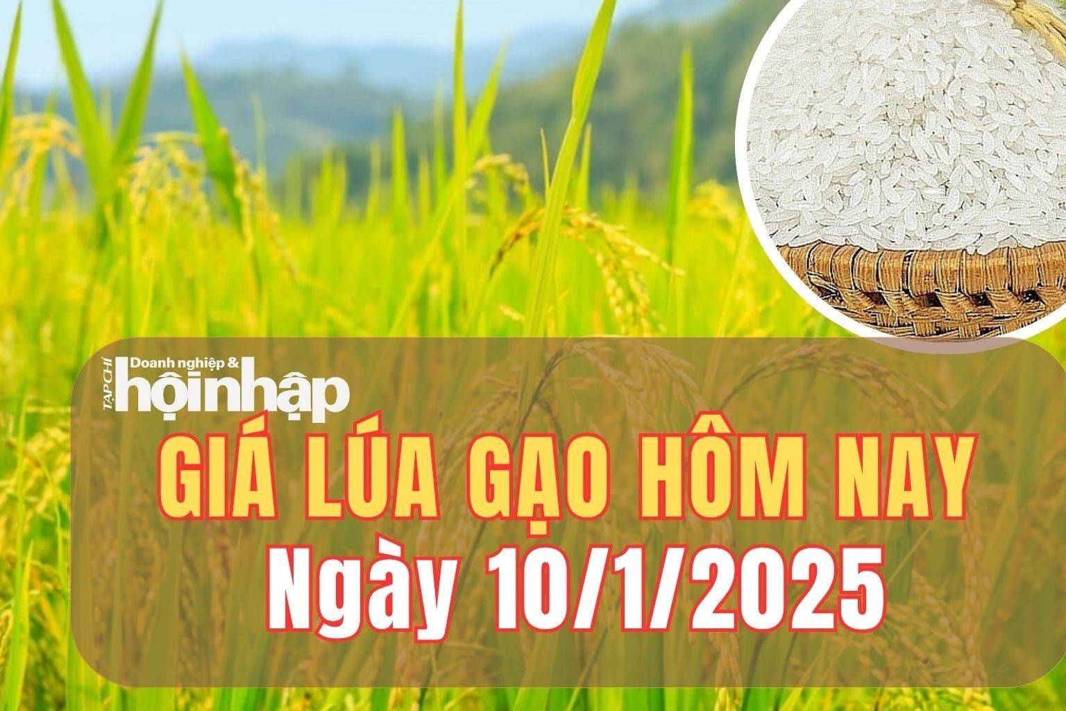 Giá lúa gạo hôm nay 10/1/2025: Giá gạo trong nước tăng trở lại từ 100 - 350 đồng/kg, giá lúa ổn định