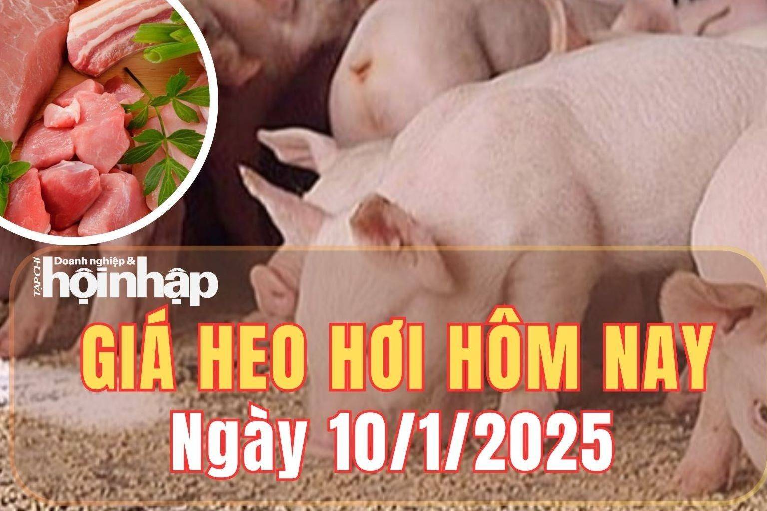 Giá heo hơi hôm nay 10/1/2025: Giá heo hơi vẫn tiếp tục đà tăng tại miền Bắc