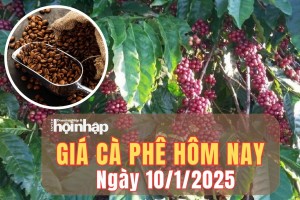 Giá cà phê hôm nay 10/1/2025: Giá cà phê trong nước giảm mạnh từ 2.200 - 2.500 đồng/kg sau 3 phiên tăng liên tiếp