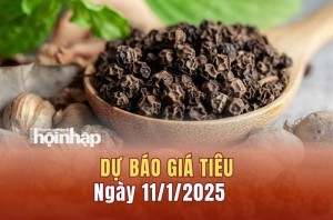 Dự báo giá tiêu 11/1: Giá tiêu trong nước tăng nhẹ