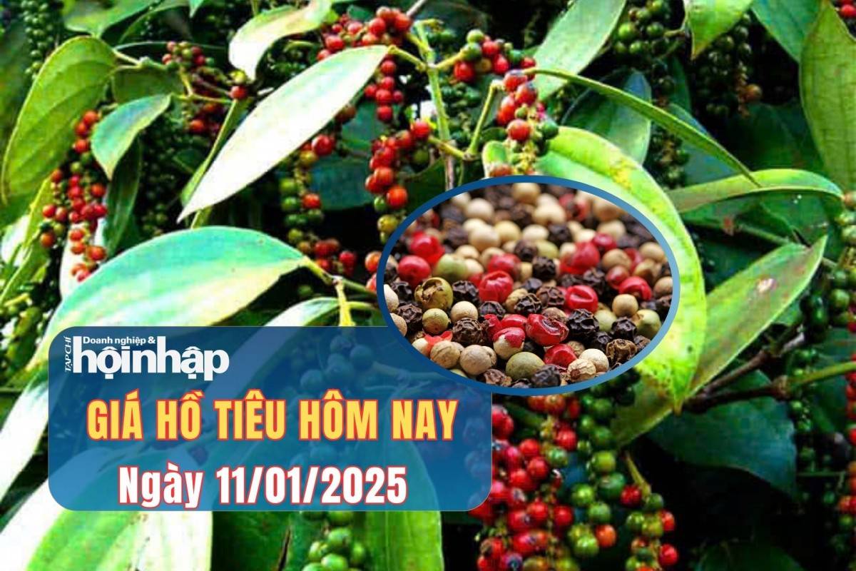 Giá tiêu hôm nay 11/1: