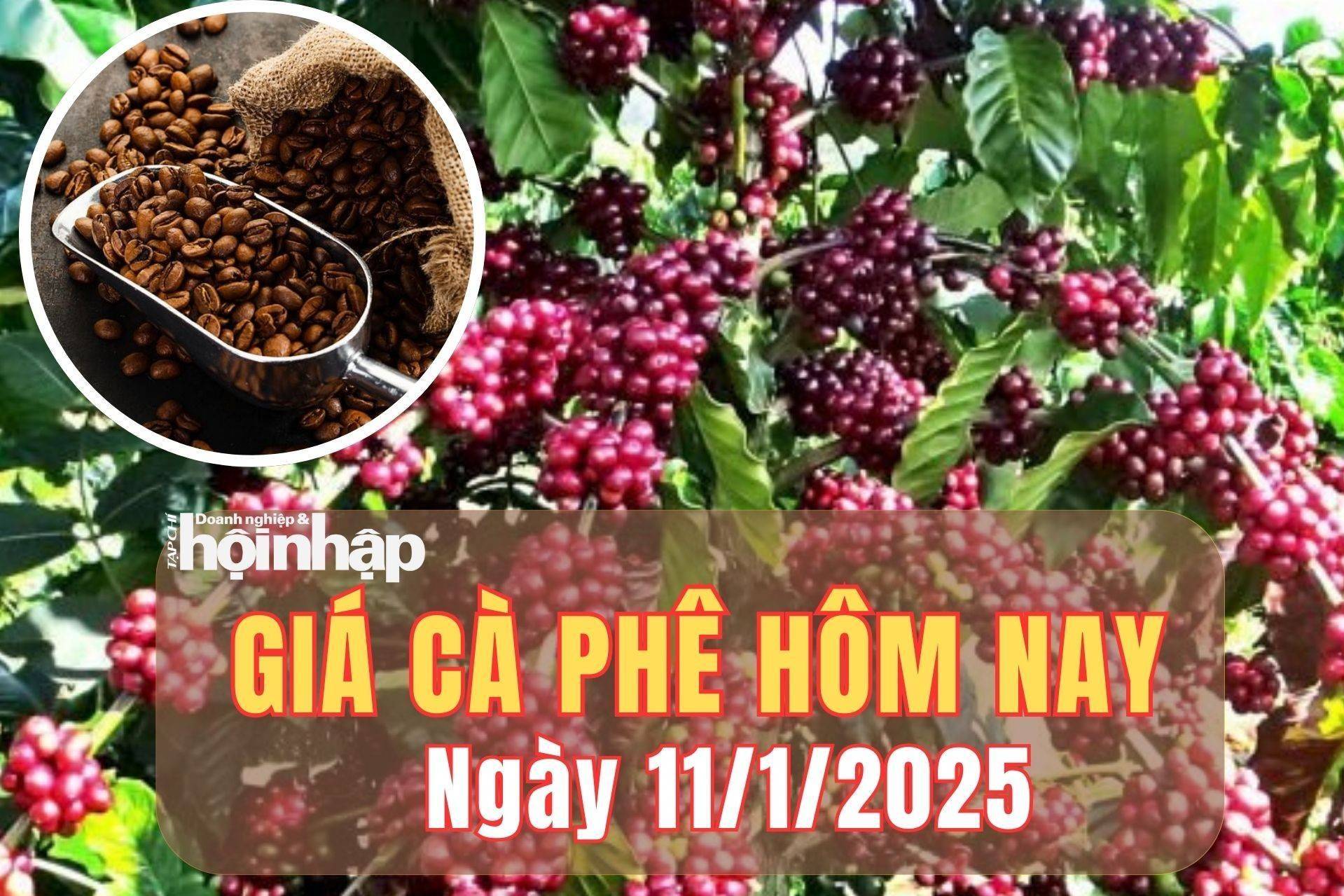 Giá cà phê hôm nay 11/1/2025: Giá cà phê trong nước đảo chiều tăng nhẹ từ 300 - 700 đồng/kg