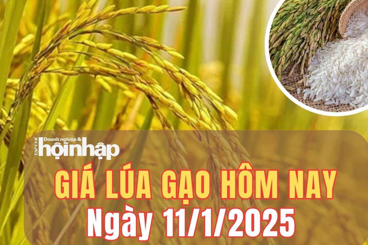 Giá lúa gạo hôm nay 11/1/2025: Giá gạo trong nước và xuất khẩu giảm mạnh