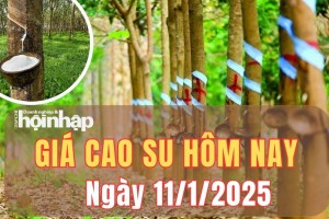 Giá cao su hôm nay 11/1/2025: Tại Công ty Cao su Bà Rịa, giá mủ nước ở mức 457 - 467 đồng/TSC/kg