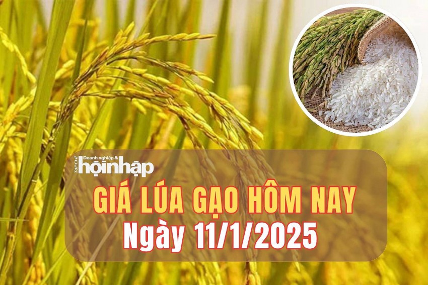 Giá lúa gạo hôm nay 11/1/2025: Giá gạo trong nước và xuất khẩu giảm mạnh