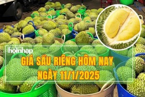 Giá sầu riêng hôm nay 11/1: Thị trường lao dốc, sầu riêng ''sập'' giá