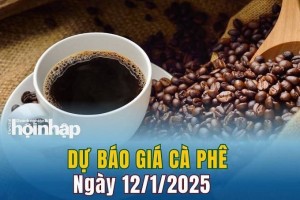 Dự báo giá cà phê 12/1: Cà phê trong nước tiếp đà giảm