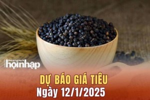 Dự báo giá tiêu 12/1: Giá tiêu trong nước ổn định, tiêu thế giới tiếp đà tăng