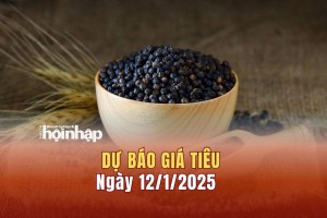 Dự báo giá tiêu 12/1: Giá tiêu trong nước ổn định, tiêu thế giới tiếp đà tăng