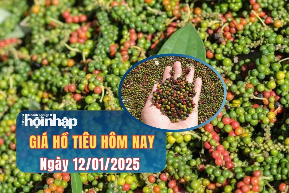 Giá tiêu hôm nay 12/1: Giá tiêu trong nước giảm mạnh Giá tiêu hôm nay 12/1: Giá tiêu trong nước giảm mạnh