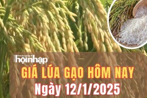 Giá lúa gạo hôm nay 12/1/2025: Trong tuần qua, giá lúa giảm từ 200 - 600 đồng/kg.