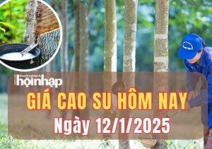 Giá cao su hôm nay 12/1/2025: Trong tuần qua, giá mủ tạp và mủ nước biến động nhẹ