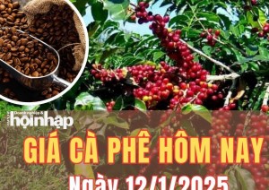 Giá cà phê hôm nay 12/1/2025: Giá cà phê trong nước quay đầu giảm nhẹ từ 400 - 500 đồng/kg