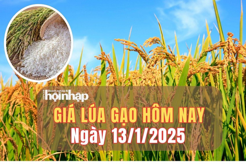 giá lúa gạo giá lúa gạo