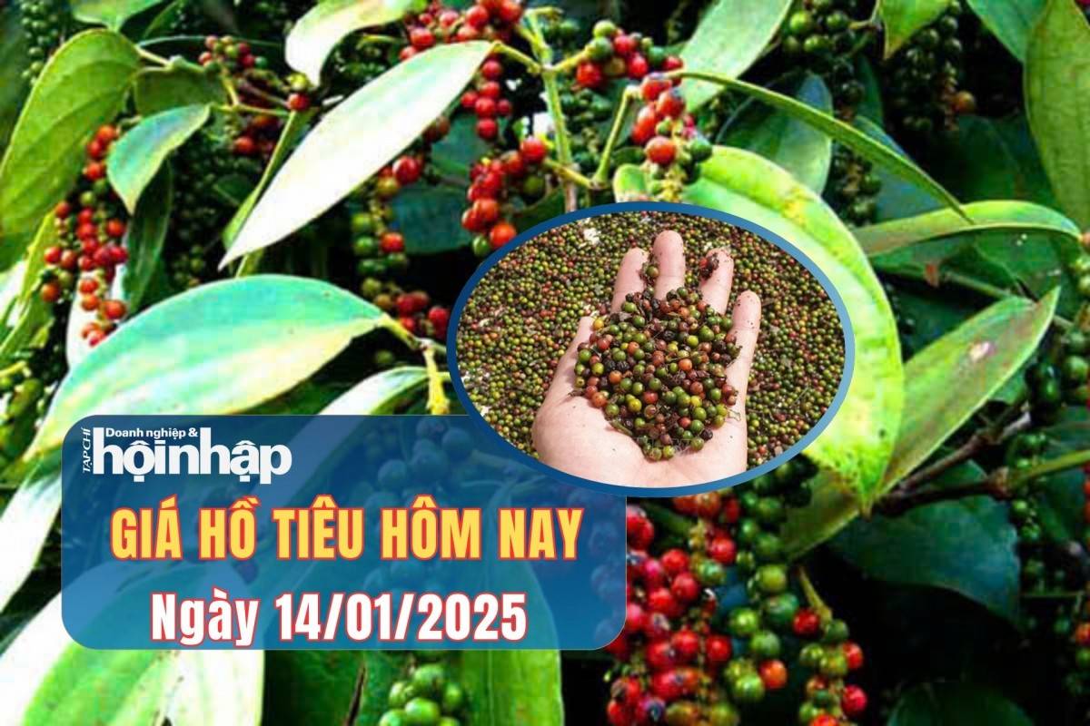 Giá tiêu hôm nay 14/1: Giá tiêu trong nước biến động nhẹ