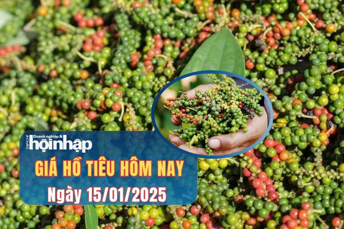 Giá tiêu hôm nay 15/1: Gia tiêu trong nước giảm mạnh