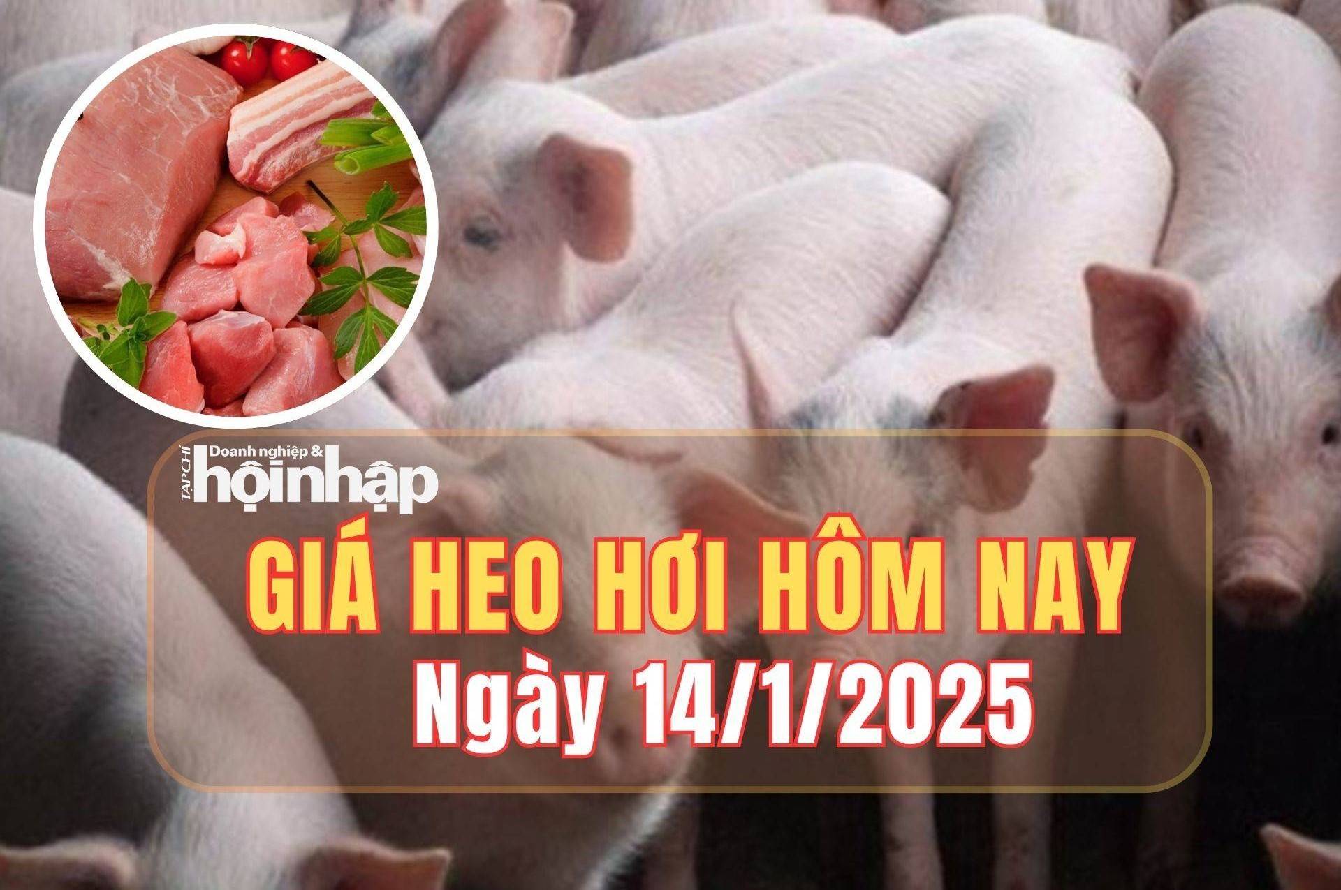 Giá heo hơi hôm nay 14/1/2025: Giá heo hơi tăng 1.000 đồng/kg