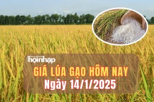 Giá lúa gạo hôm nay 14/1/2025: Bước vào mùa thu hoạch, giá lúa gạo giảm mạnh