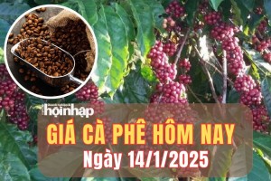 Giá cà phê hôm nay 14/1/2025: Tại khu vực Tây Nguyên, giá cà phê tiếp đà giảm từ 600 - 1.000 đồng/kg