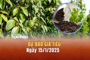 Dự báo giá tiêu 15/1: Giá tiêu trong nước giảm mạnh, tiêu thế giới ổn định