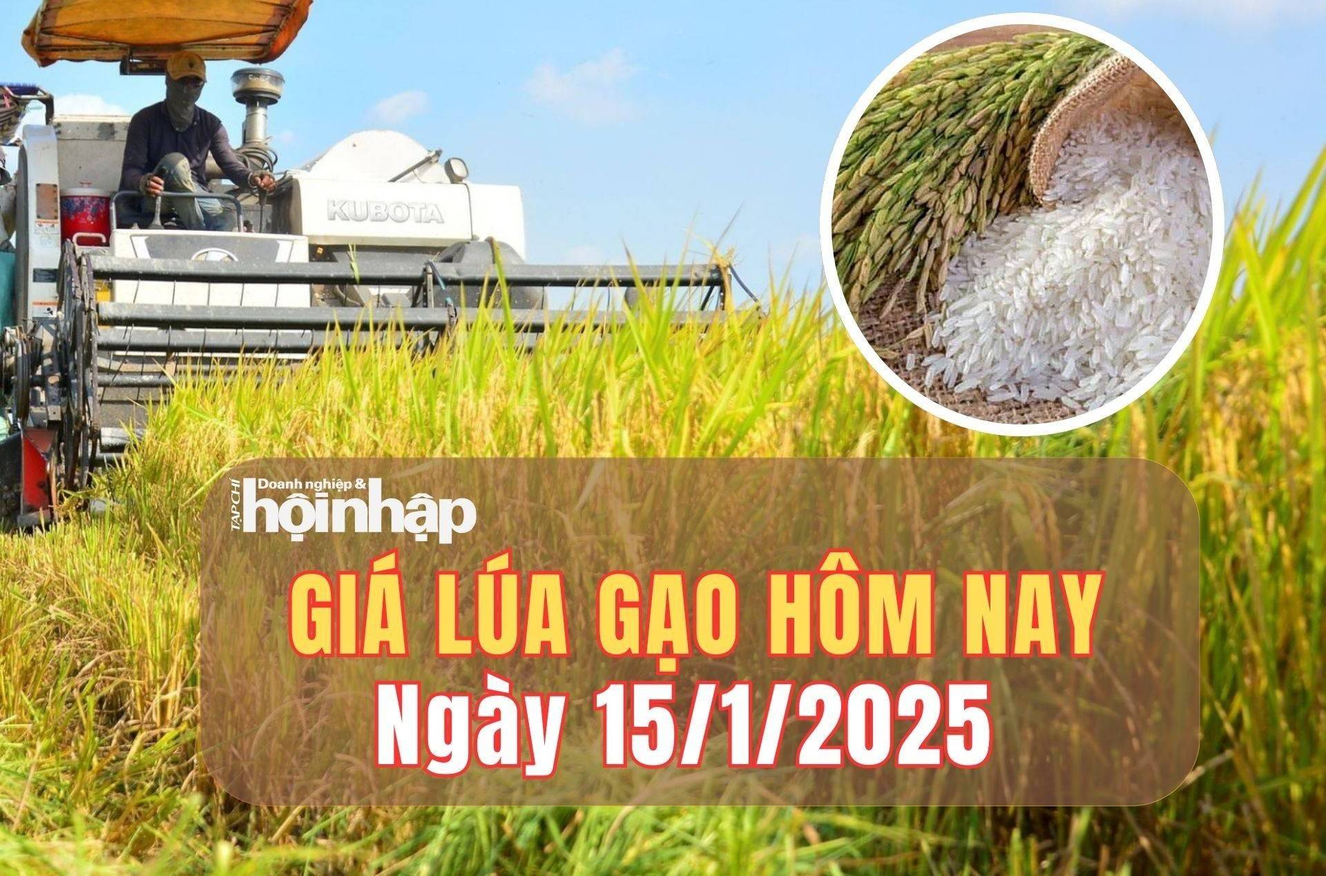 Giá lúa gạo hôm nay 15/1/2025: Giá gạo tăng - giảm trái chiều