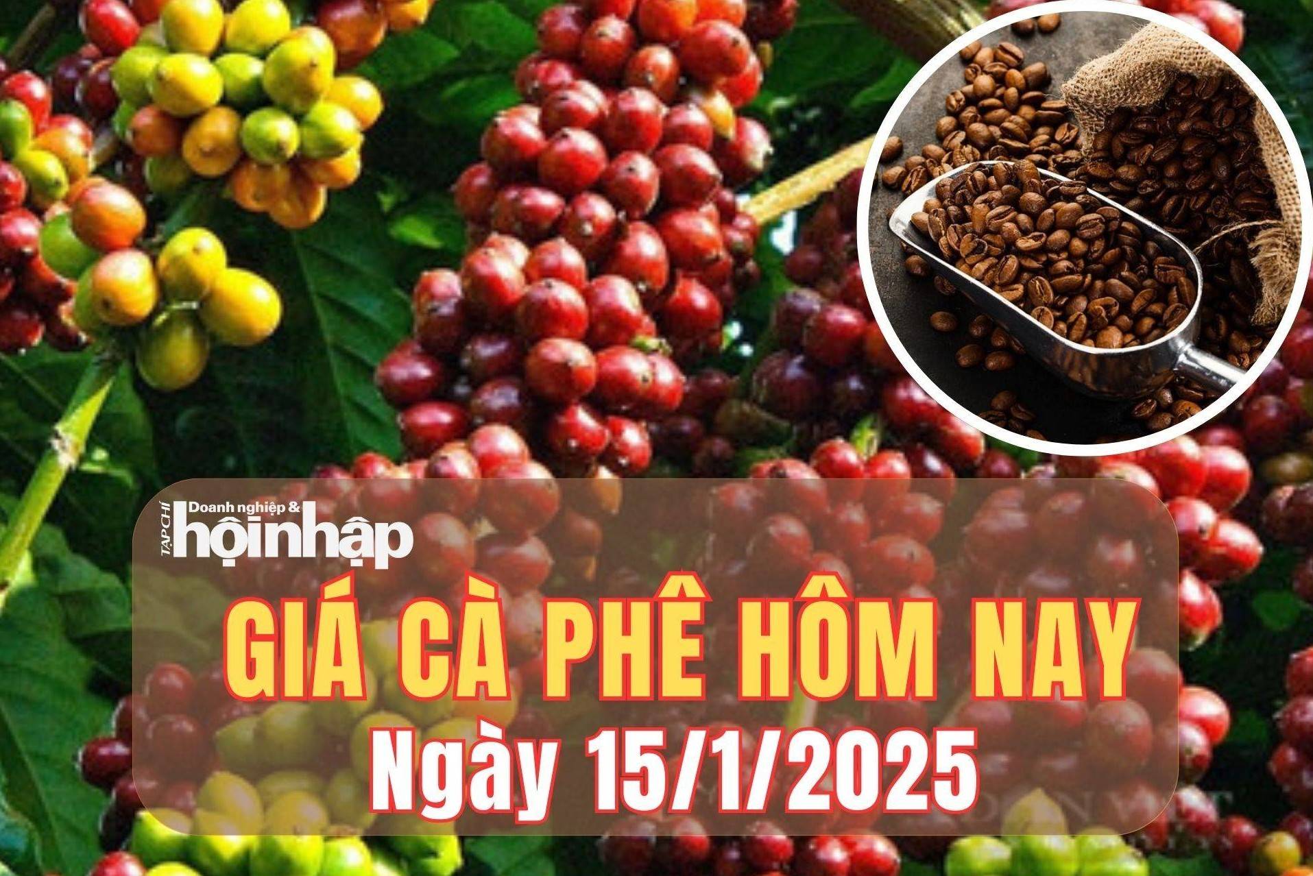 Giá cà phê hôm nay 15/1/2025: Giá cà phê trong nước giảm sốc từ 2.700 - 3.000 đồng/kg