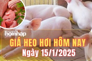 Giá heo hơi hôm nay 15/1/2025: Giá heo hơi tại miền Bắc giảm, miền Nam tăng nhẹ